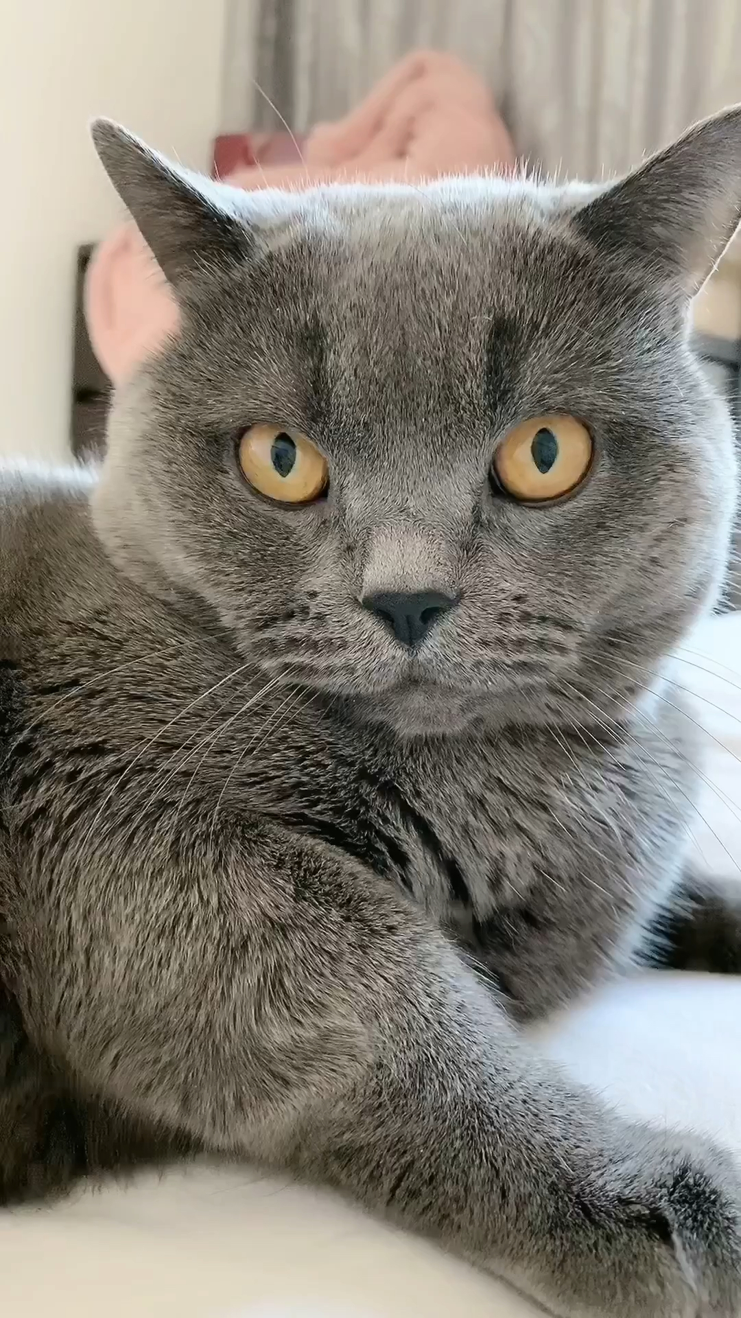 家有萌猫#猫咪的瞳孔太神奇了