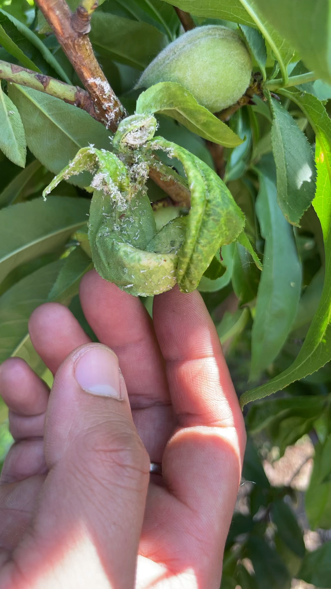 蚜虫是如何危害桃树叶片的?