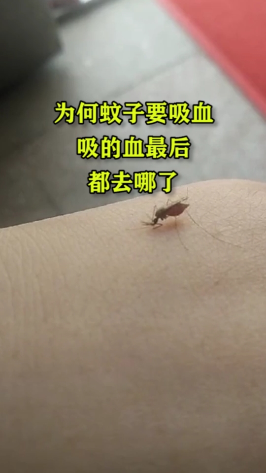 为何蚊子要吸血,吸的血最后都去哪了