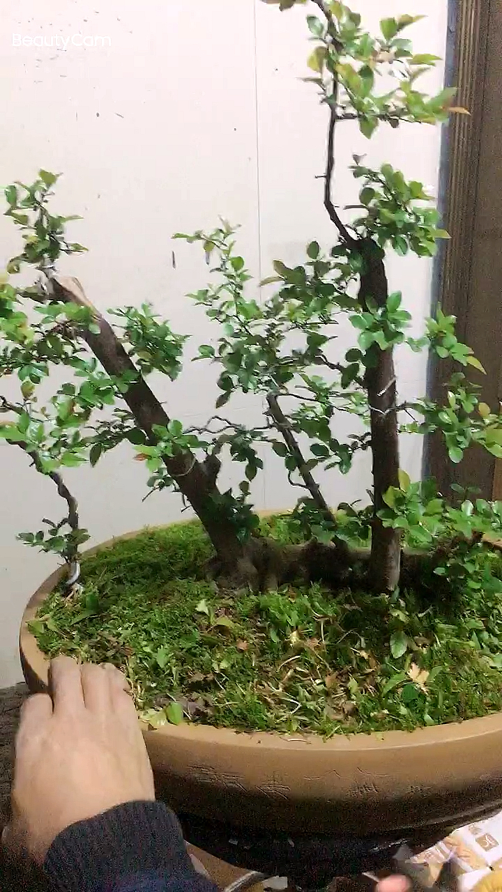 开花结果的雀梅小丛林有没有喜欢的或更好的修剪造型建议