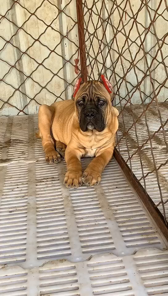 铁面卡斯罗#漂亮的铁面卡斯罗来喽-度小视