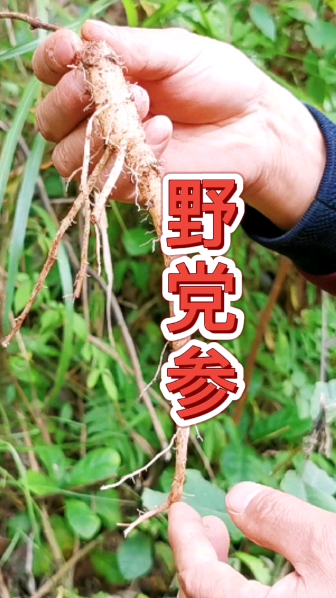 认识中草药#野党参,煲汤好,炖猪蹄更好!-度小视