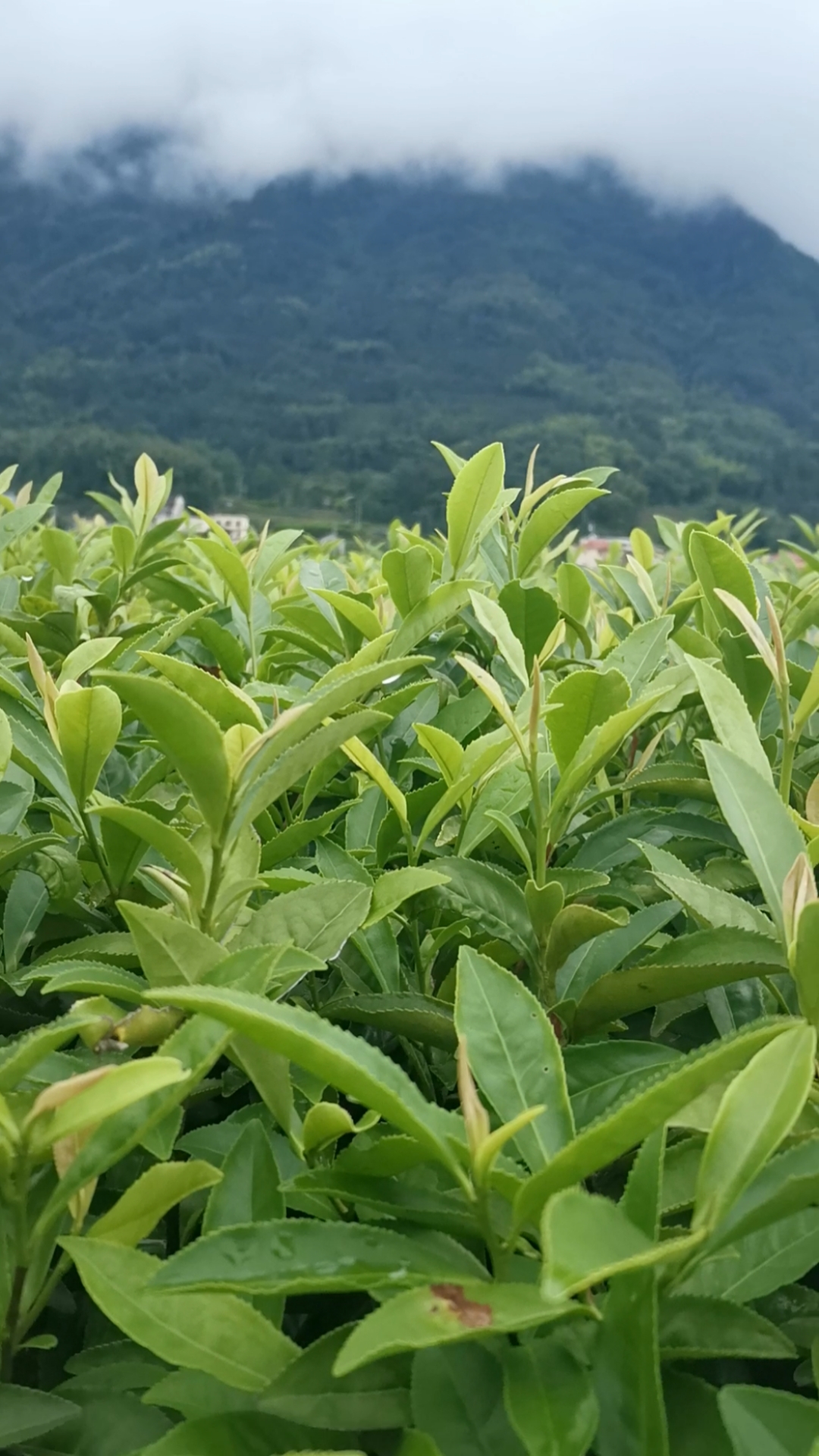 乡村生活#中黄一号茶苗,中黄1号茶树苗,福安市卓信农业发展有限公司