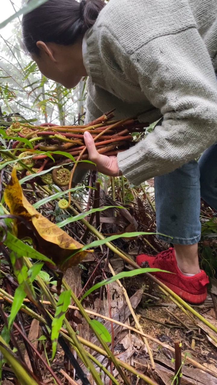 植物#今天上山采蕨菜,我们叫山龙虾,你们吃过吗?