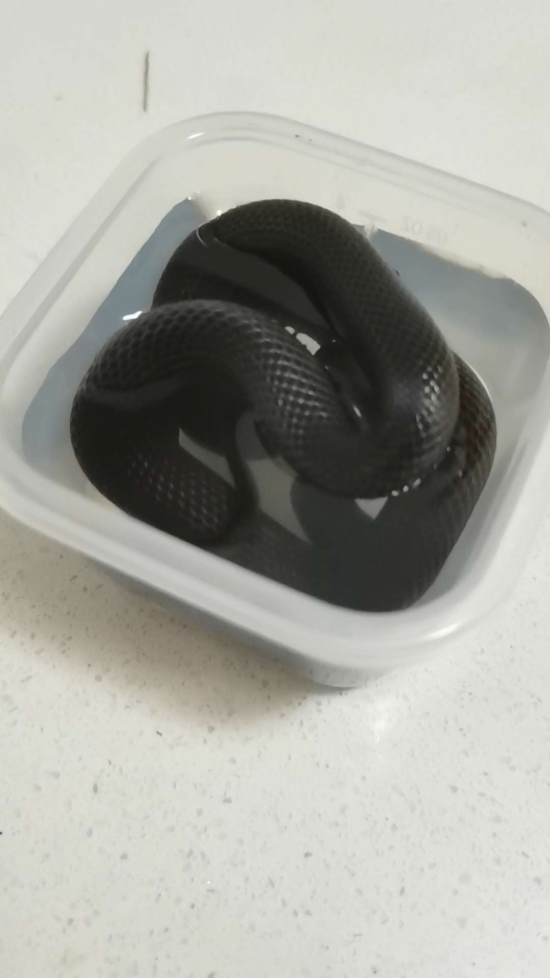 蛇#宠物蛇玉米蛇