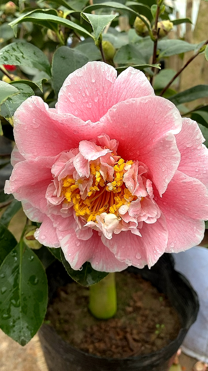 赛系茶花,牧童之神开品鉴赏!