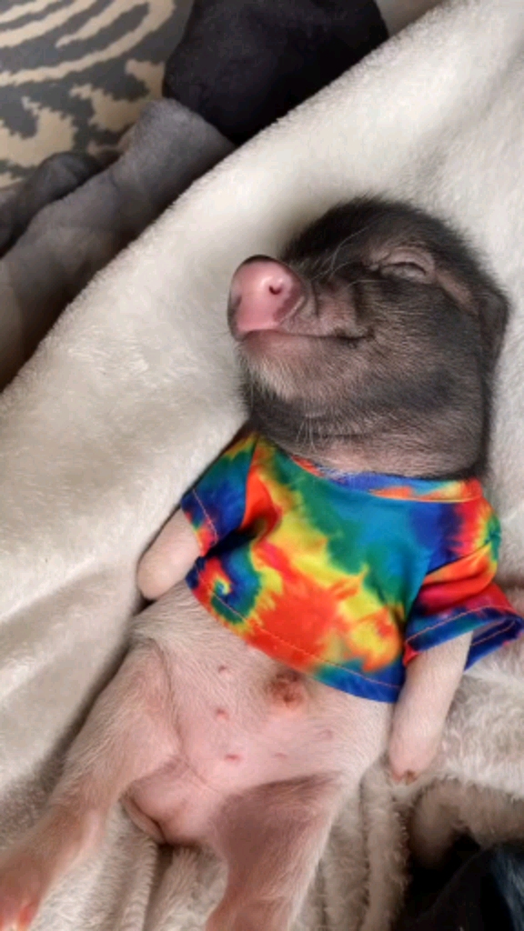 这是猪八戒小时候的样子,小八戒吗