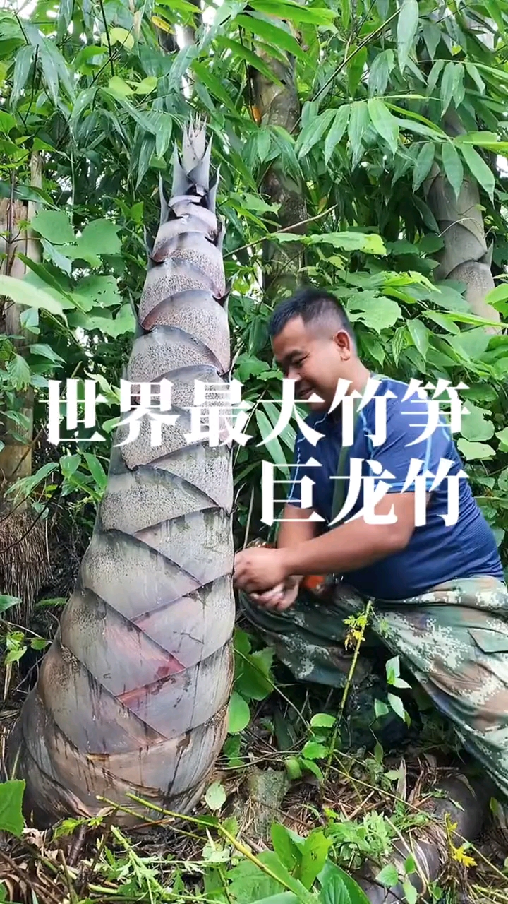 世界上最大最大的竹笋,你见过没有?