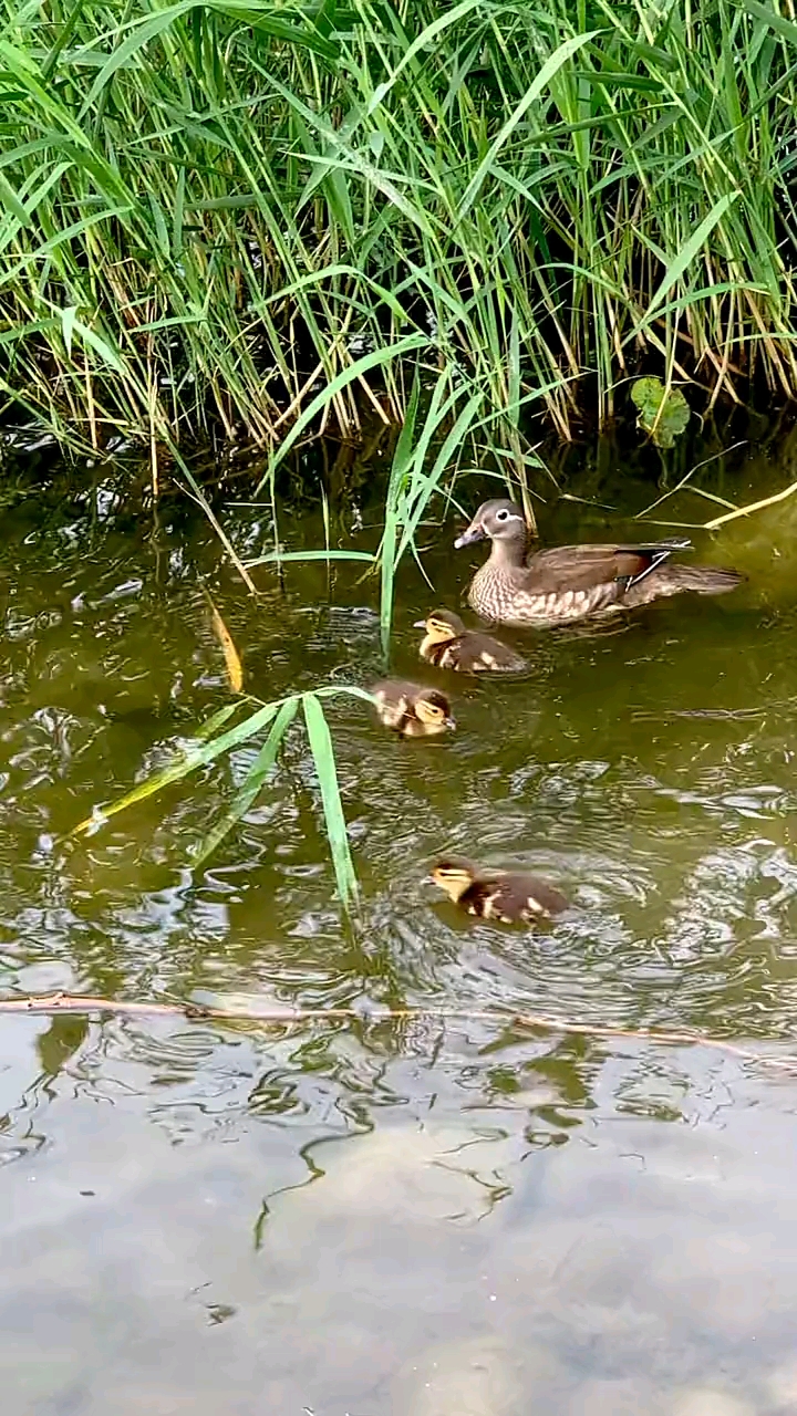 河边一窝野鸭子真可爱!
