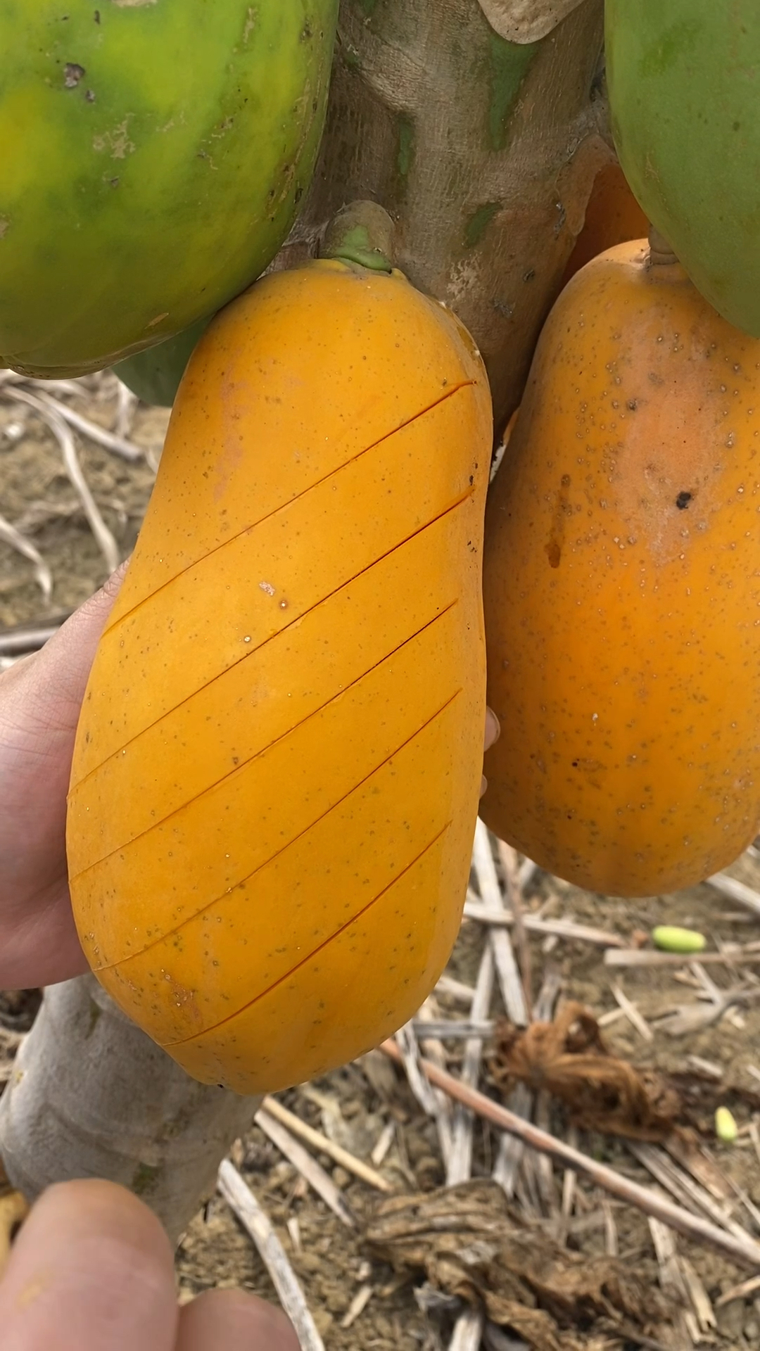 本地自然成熟的木瓜好甜