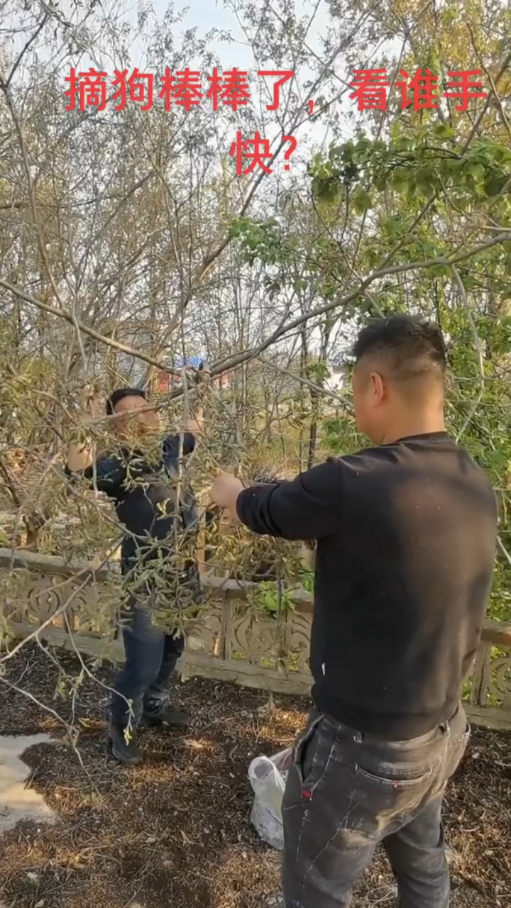 摘狗棒棒啦!哈哈哈哈,你们那里有吗