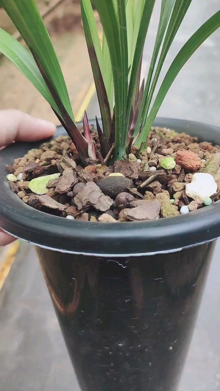 兰花小站#建兰赤诚花苞来咯