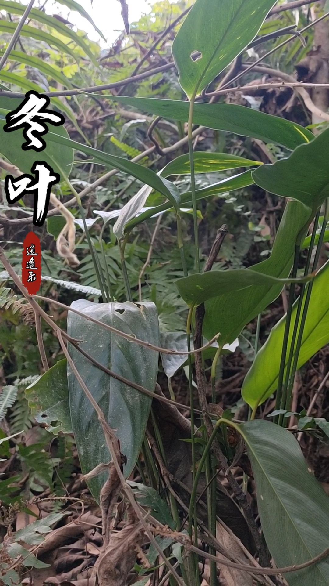 认识中草药#百草中药之柊叶