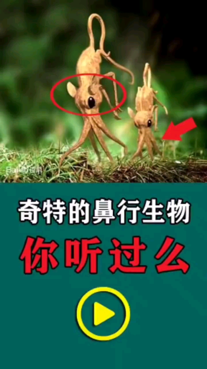 未解之谜#鼻行动物听说过吗