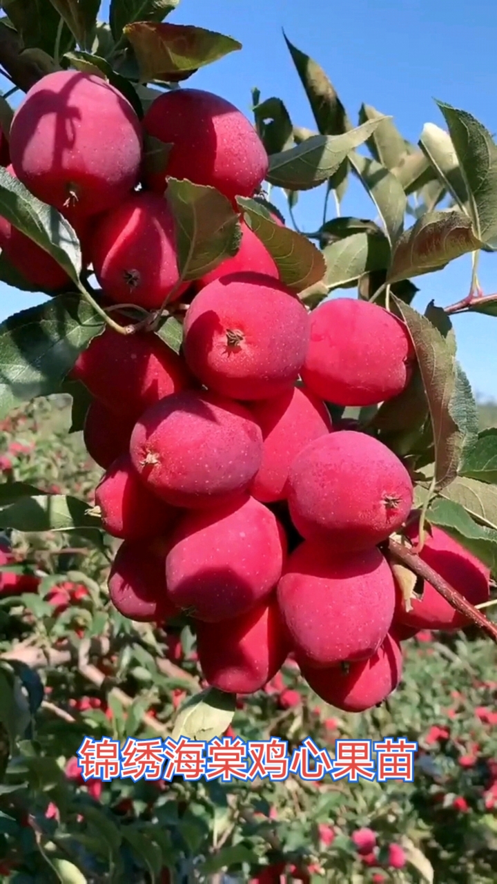 鸡心果树苗#网红鸡心果亩产3000斤抗寒抗虫害采摘园绿化兼备前景好