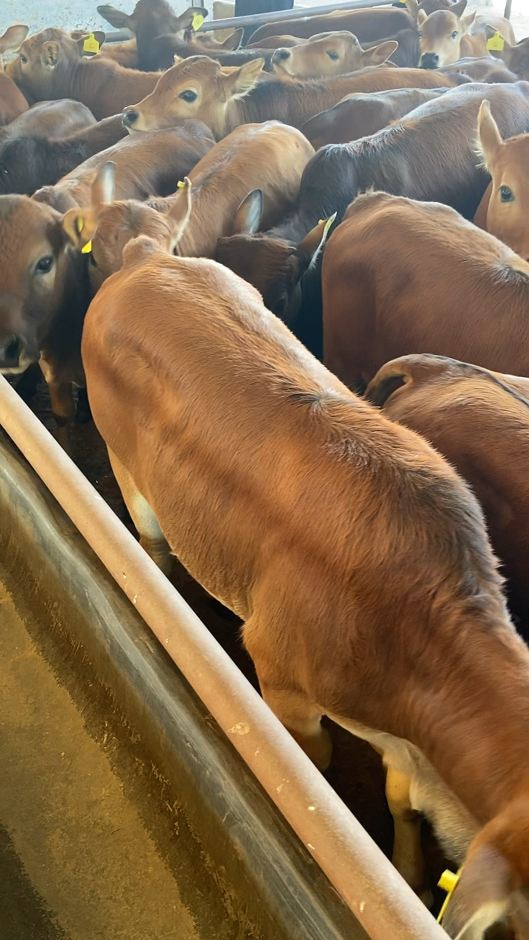 改良黄牛犊#有喜欢养殖的朋友联系