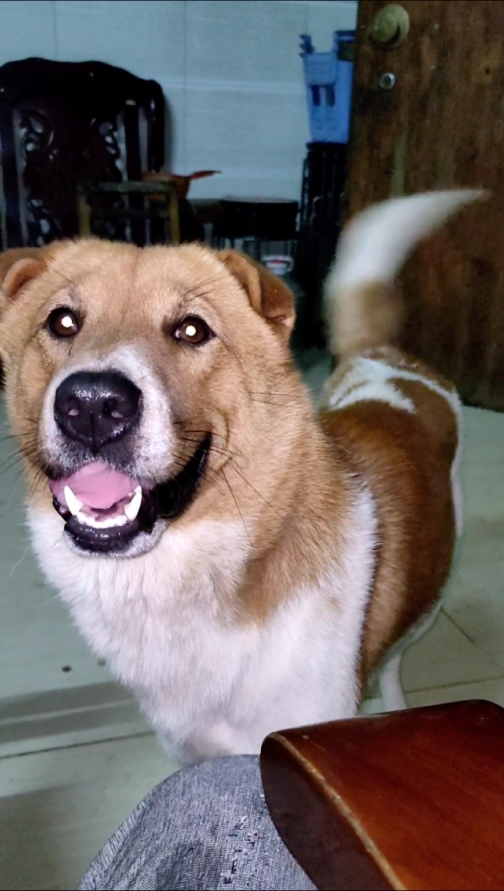 小小爱宠萌化你#狗精