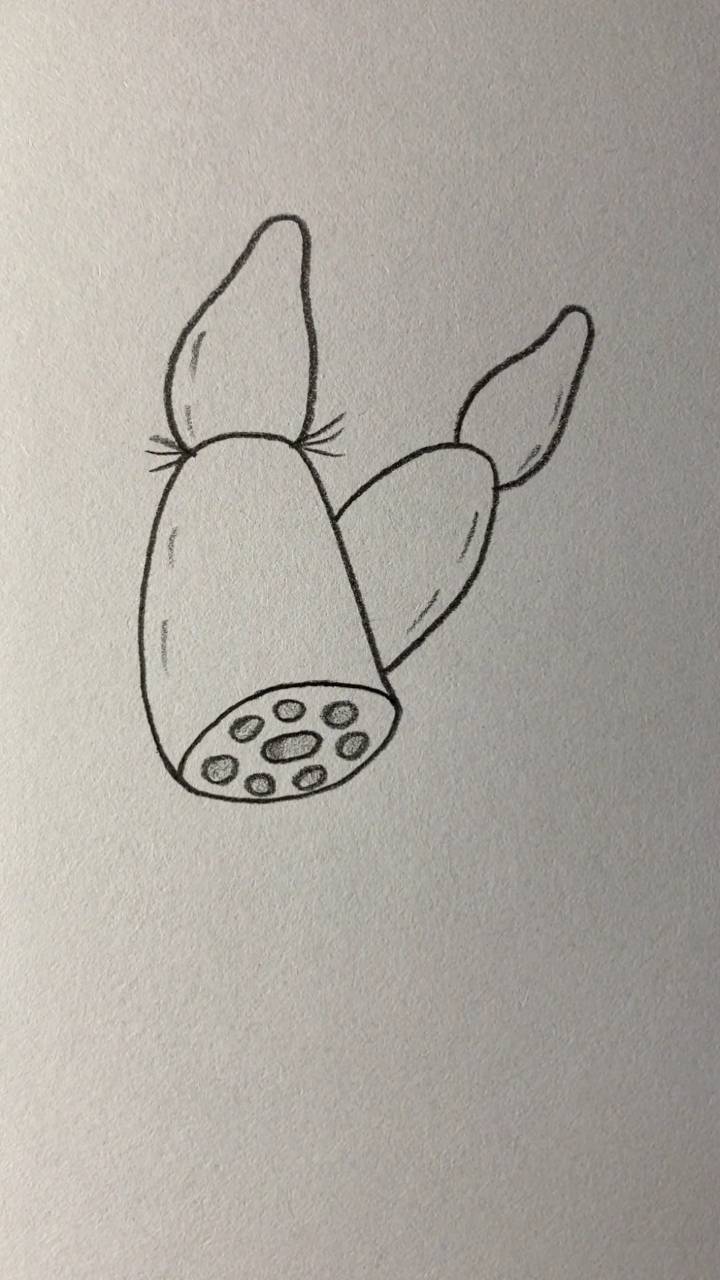 莲藕的简单画法图片