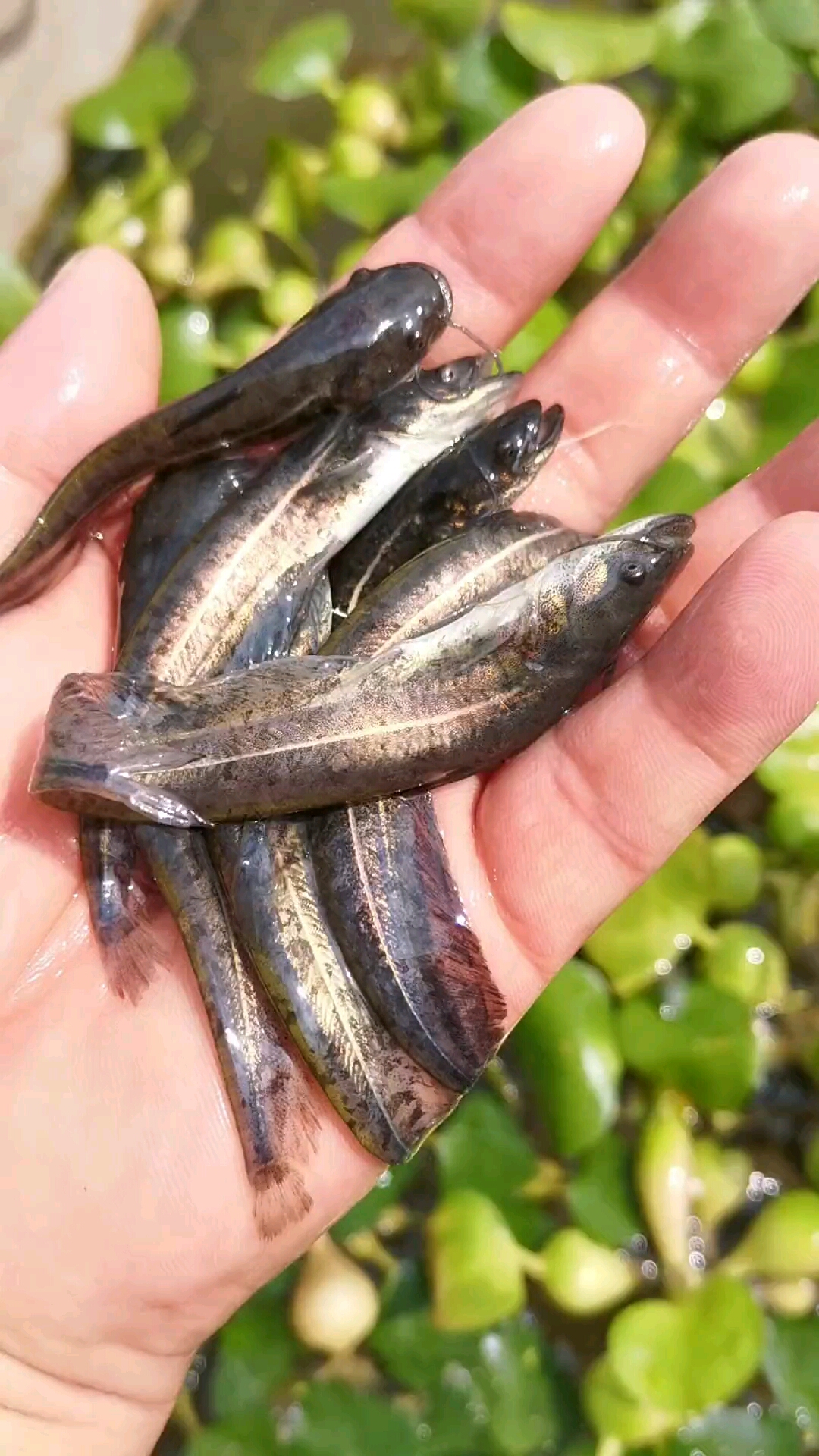 南方大口鲶,专吃水库小鱼小虾米!可以过冬!