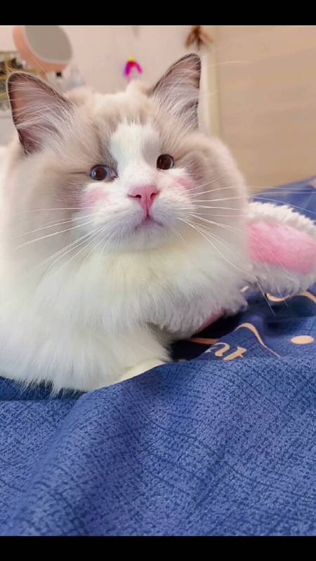 我家萌宠成精了#猫:你们说我长得像梅尼耶还是李荣浩?