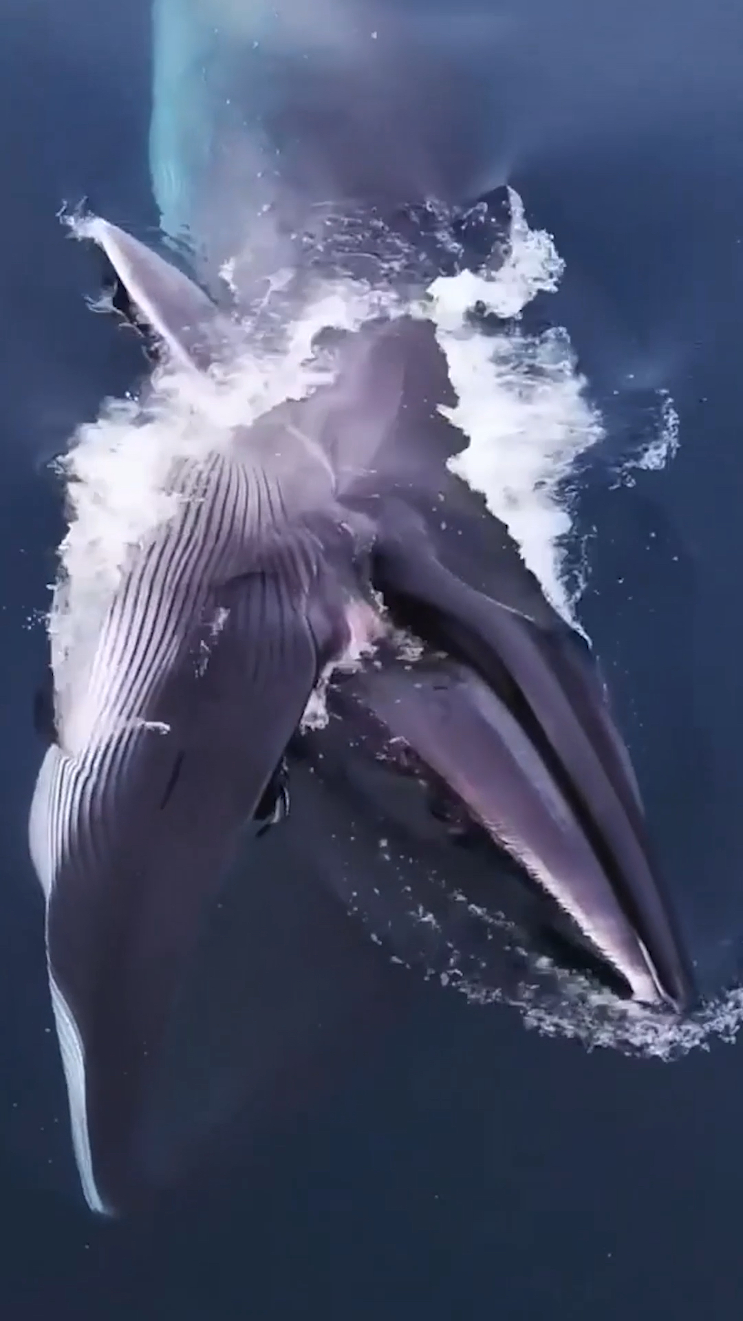 长须鲸深海长须鲸鲸吞震撼瞬间体型仅次于蓝鲸成年体长一般25米体重约