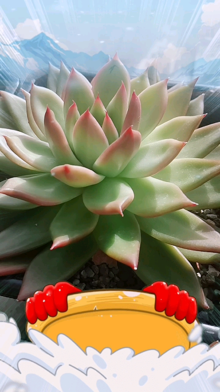 过好冬天#漂亮的多肉东云摩根