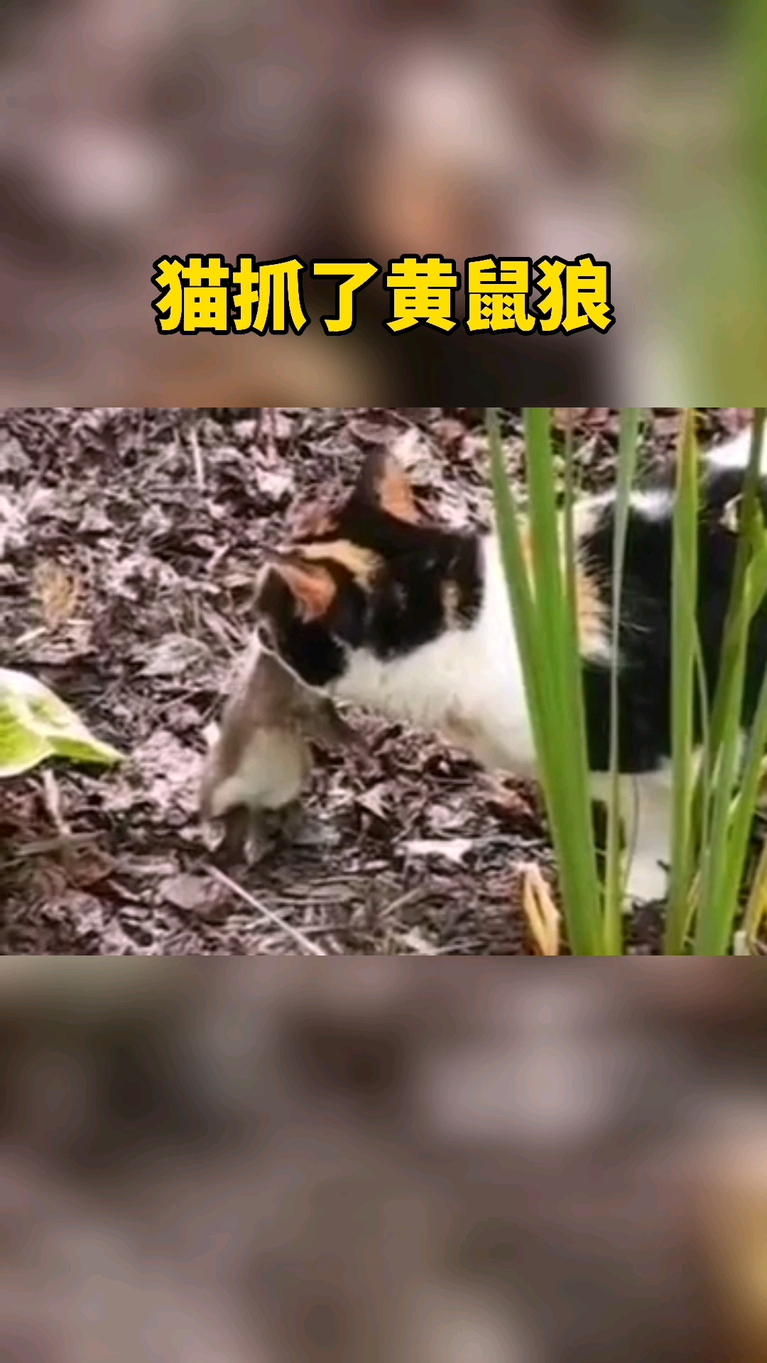 我家宠物成精了#猫抓了黄鼠狼