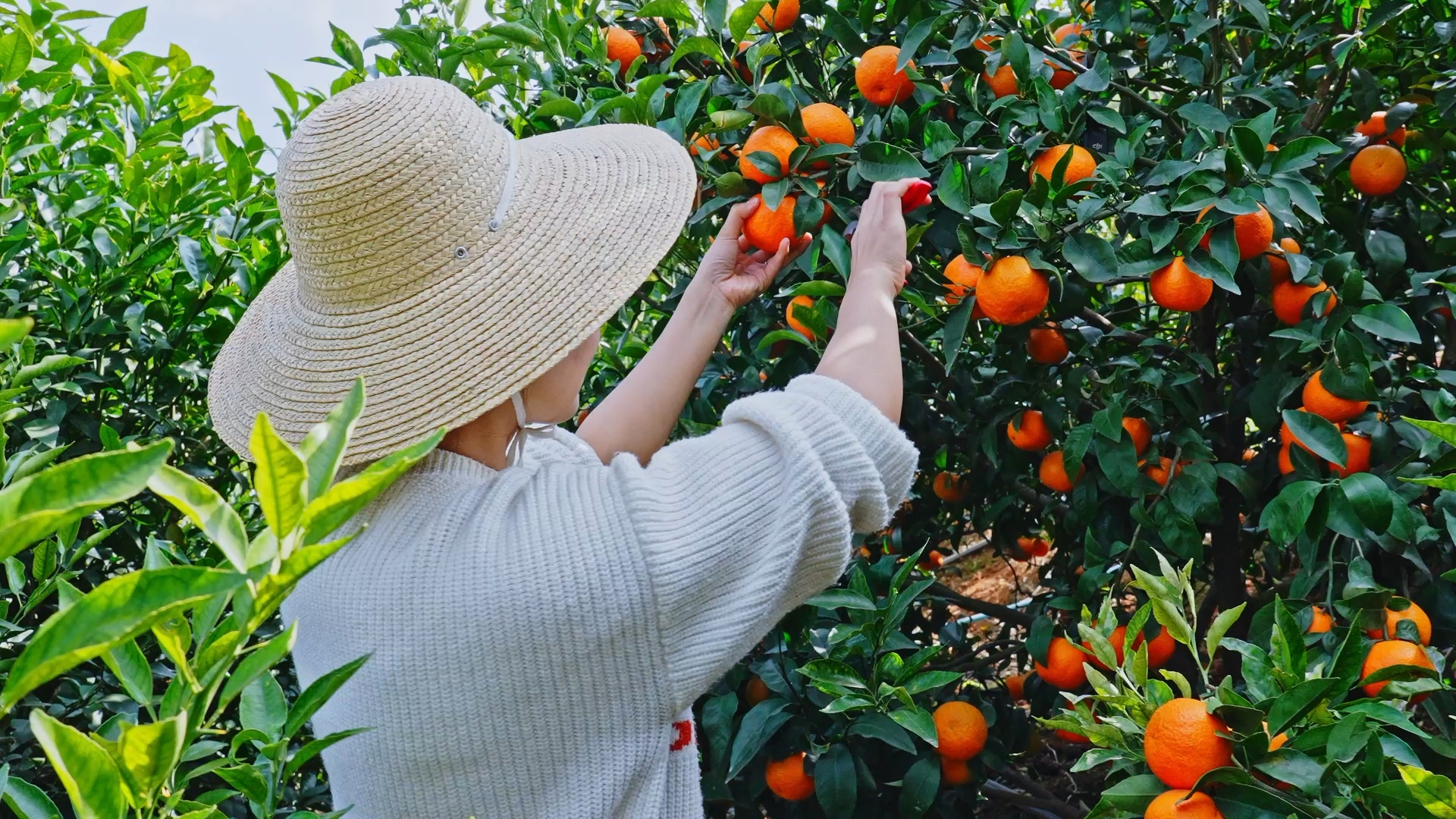 我家宠物不一样#红河开远小龙潭沃柑基地采摘香甜汁水多,视频素材画 