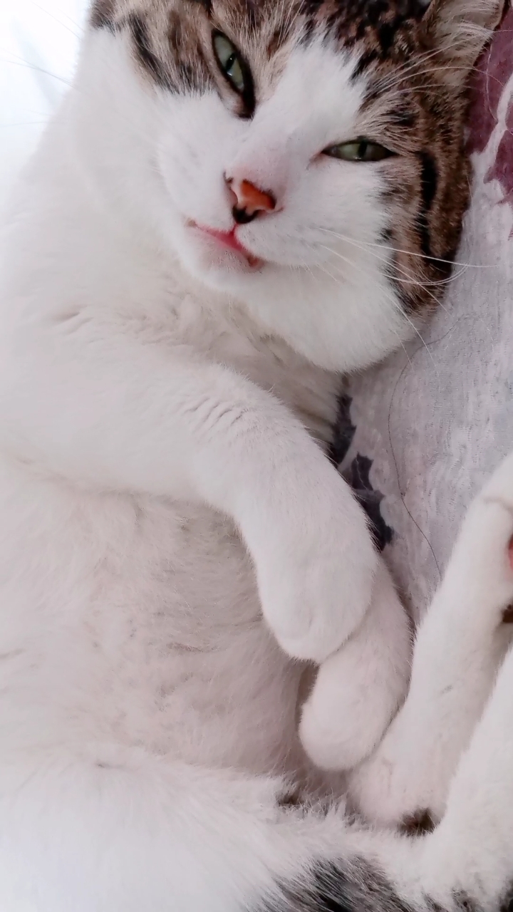 大脸猫#
