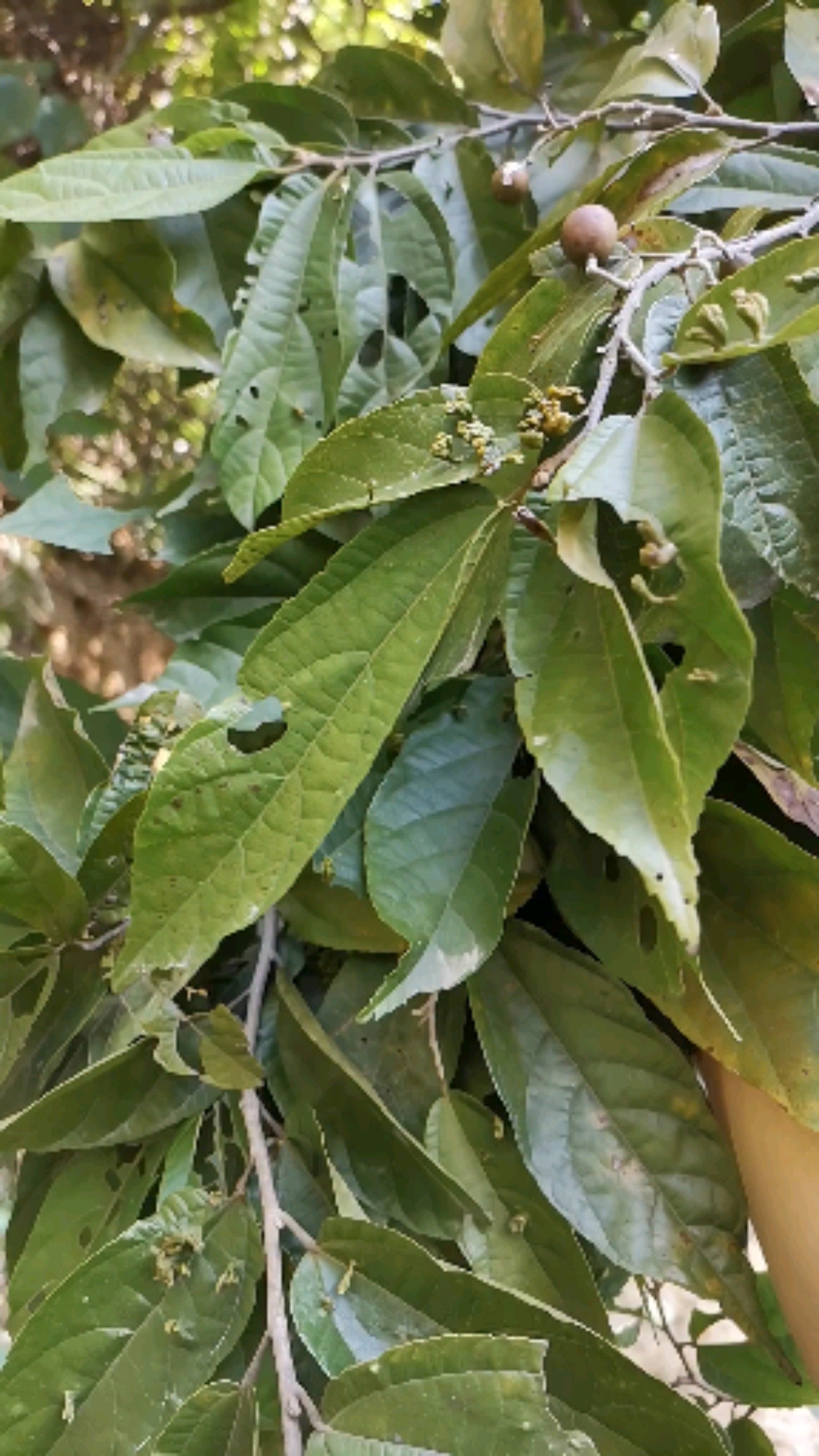 认识中草药#布渣叶果实很好吃-度小视