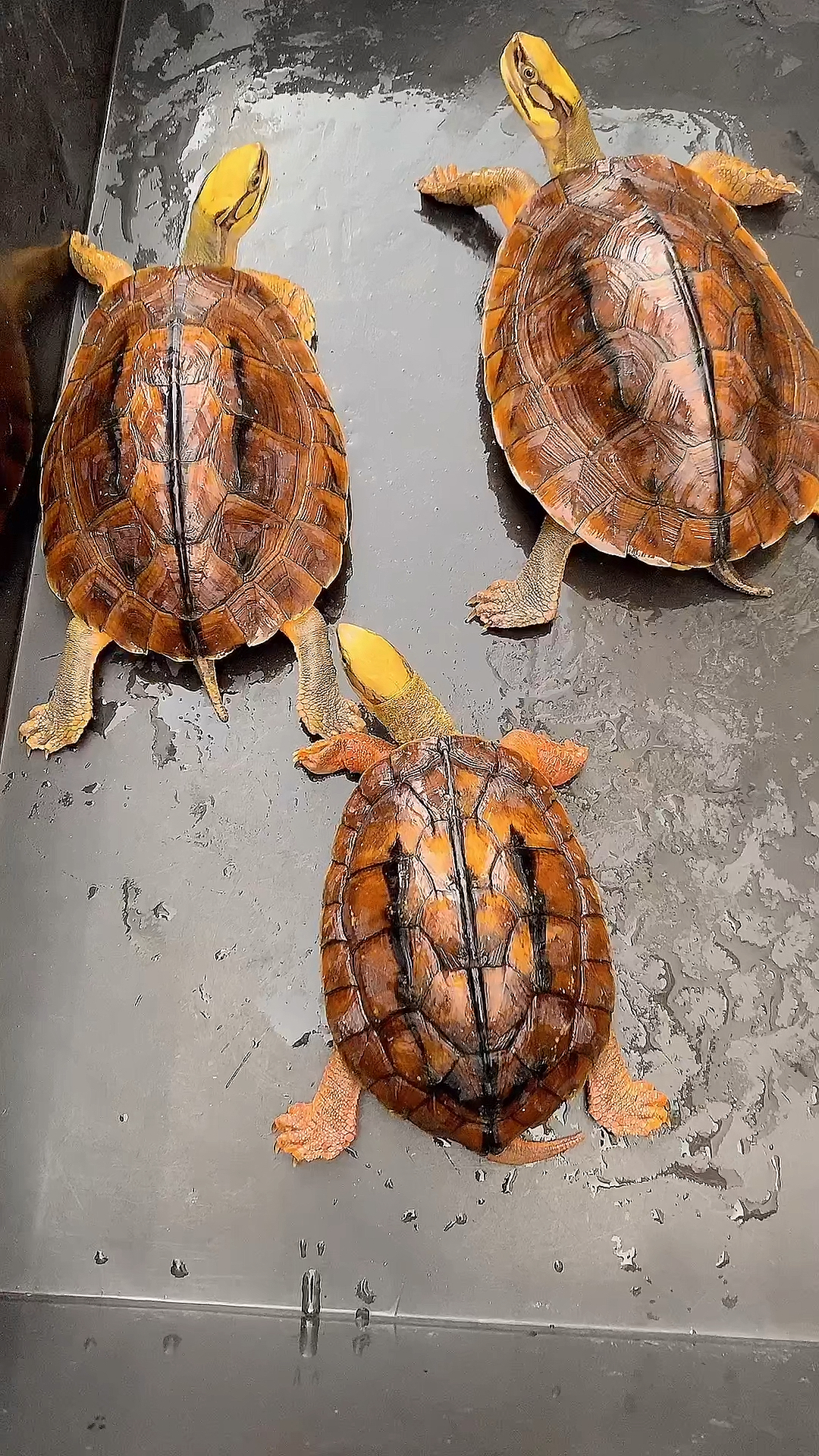 乌龟#一组海南种金钱龟,已经生蛋了