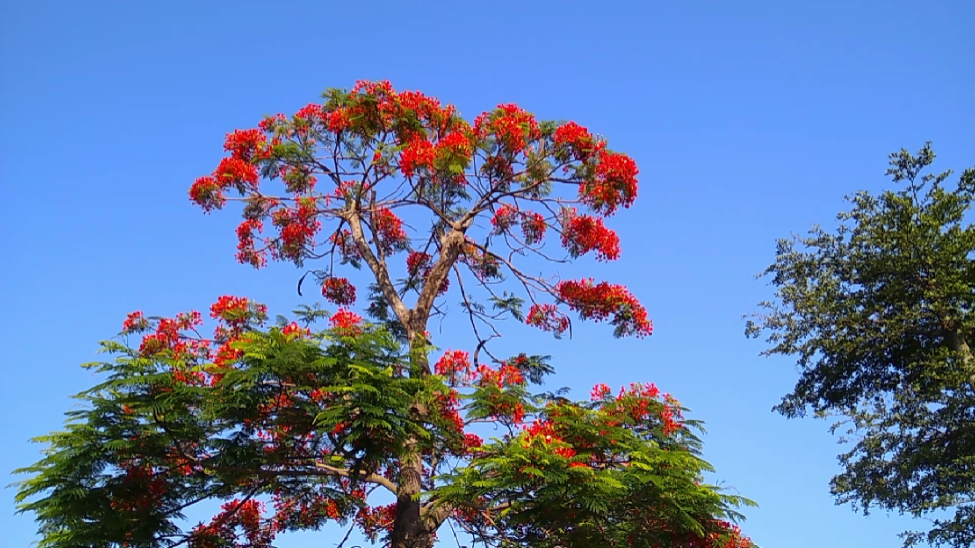 音为有你#蓝天红花