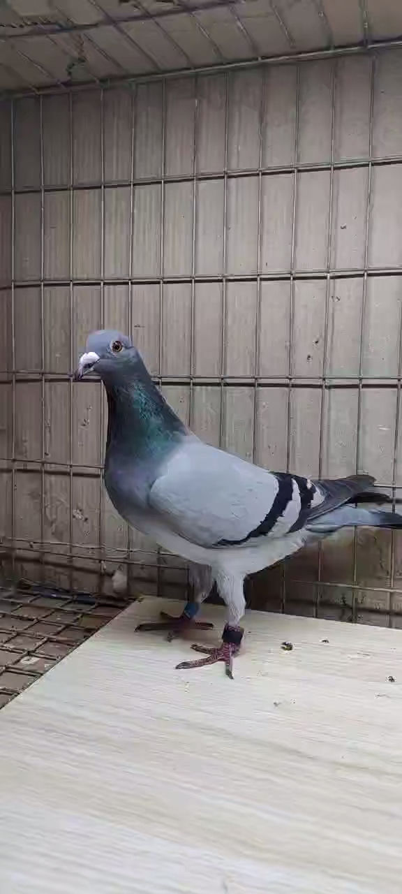 信鸽赛鸽#北京杨长忠长阳二关65名