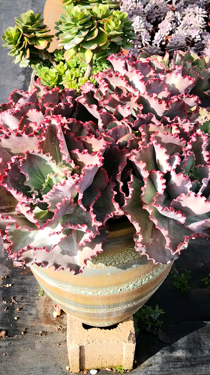 有一种可爱叫多肉蓝色妖姬超大老桩群已经长成就等您来欣赏了