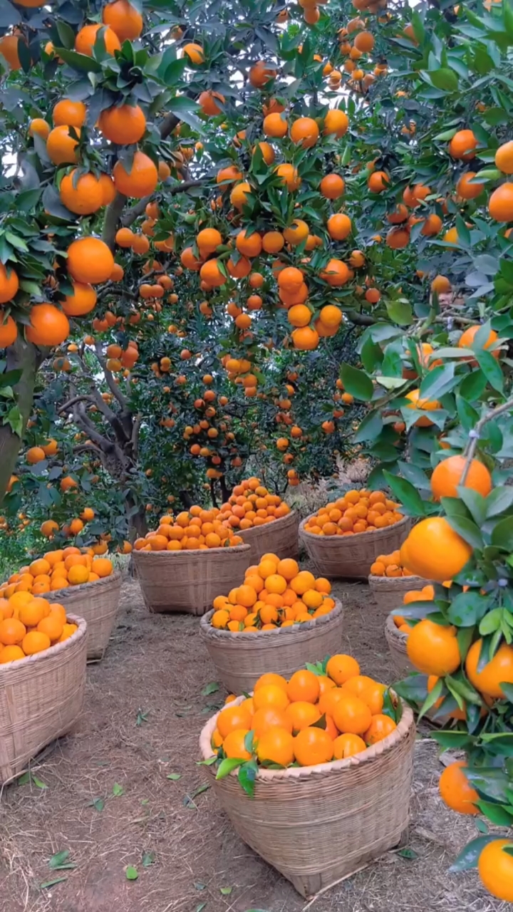 四川爱媛38号果冻橙子搜当季新鲜水果整箱橙子批发非脐橙#果园直发-度