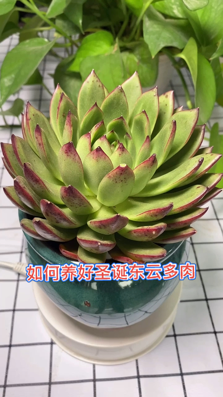 多肉植物#30秒带你学会,如何养好圣诞东云多肉