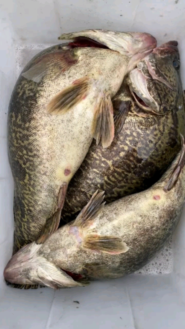 路亚小伙伴#野生大桂鱼