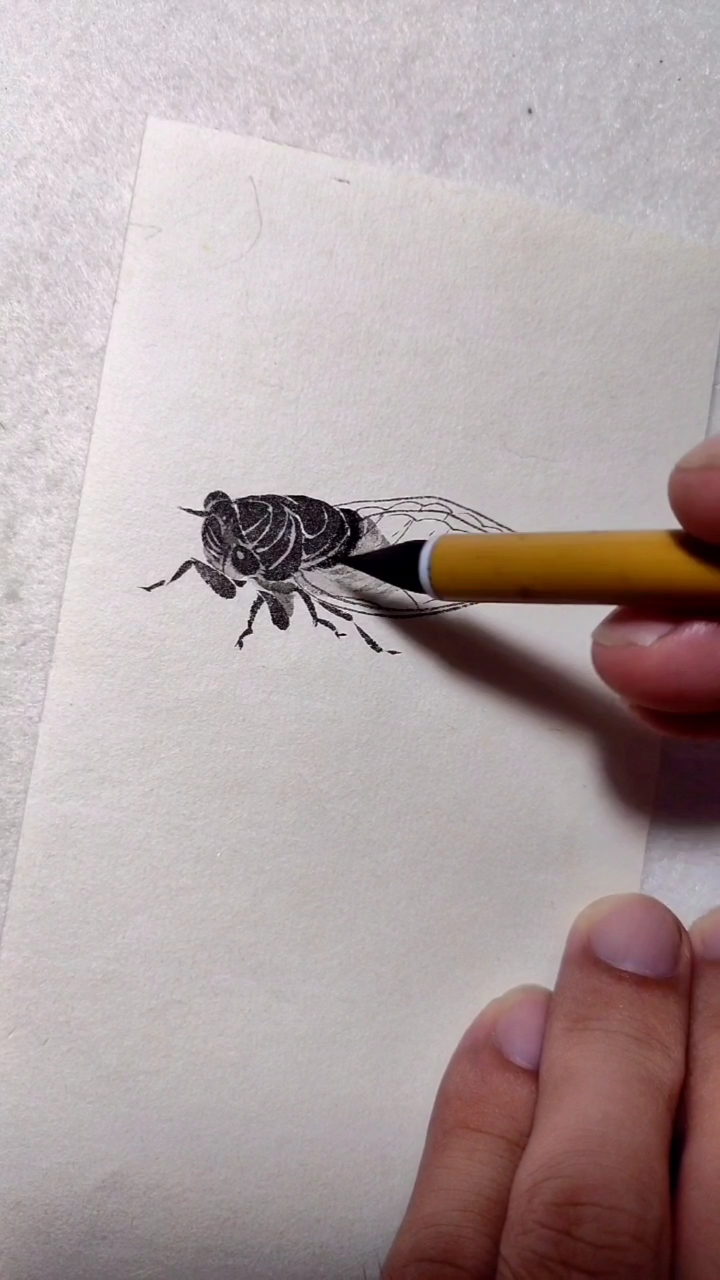 徐伯逸书画#画一只蝉也是很简单的