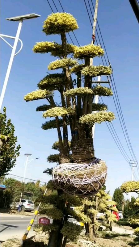 黄金万两造型树适合庭院别墅种植耐寒耐旱南北方都可以栽植