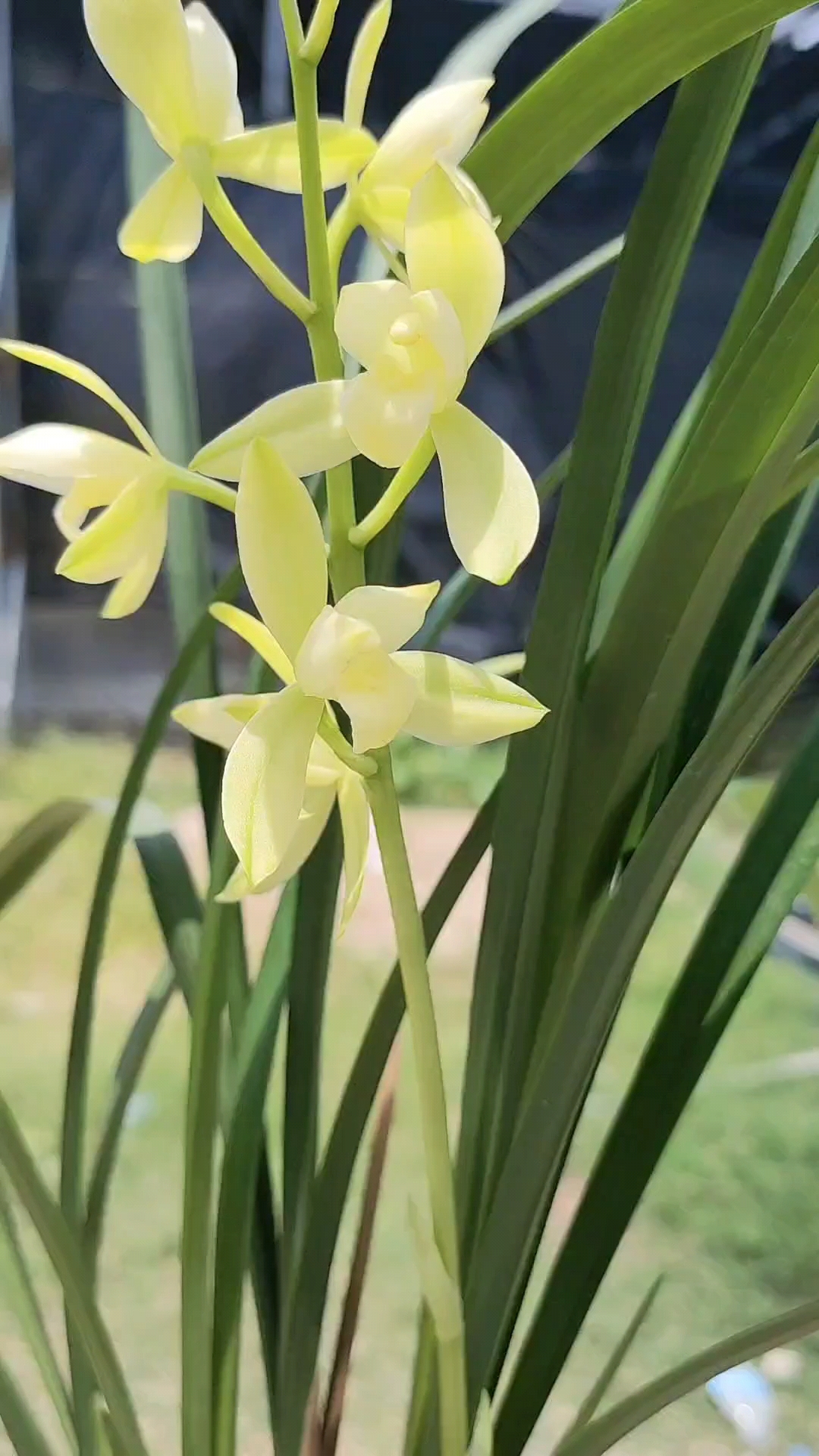 兰花#福州素荷,开了一个星期还是那么精神