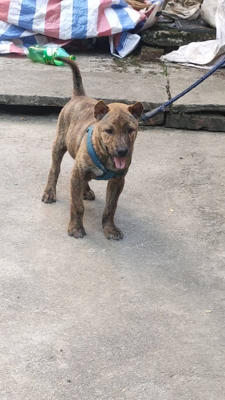 老乡 回复 0 冠科联盟6天前 狗不错 回复 0 夏日碧荷1天前 杂斗小虎斑