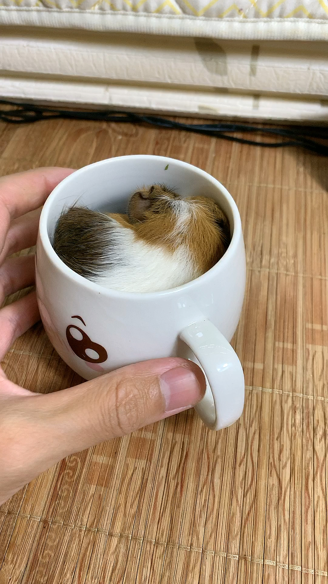 小小爱宠萌化你#可爱的茶杯猪