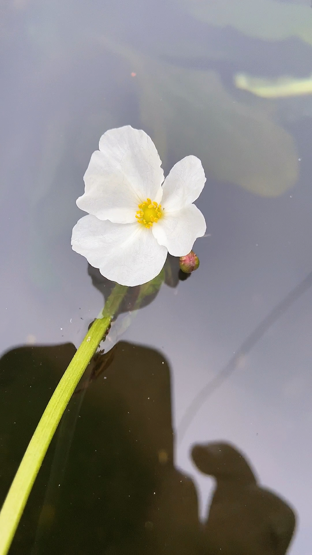 池子里的水草开出来一朵小白花