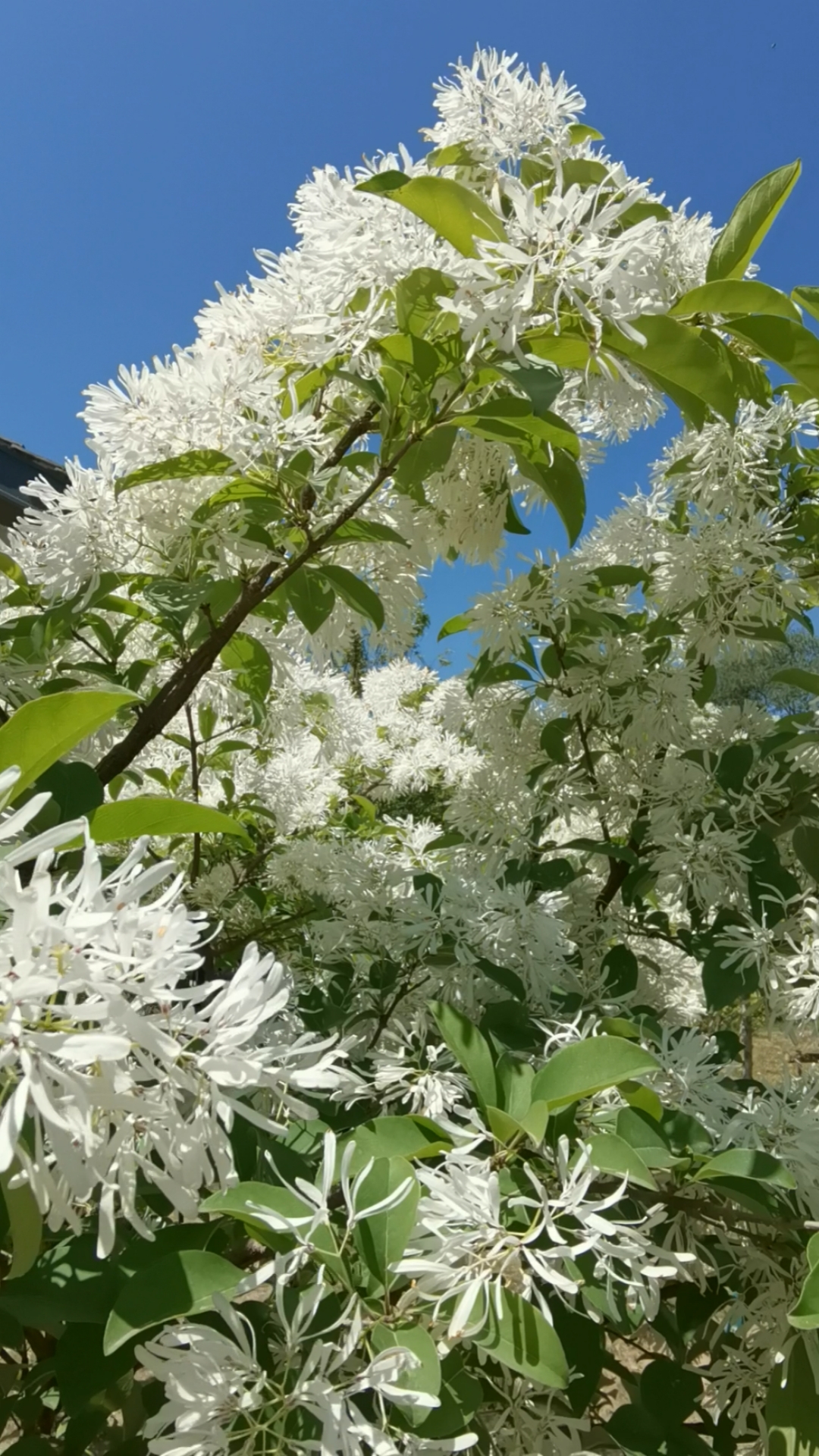 全民颜选#蓝天下的流苏花