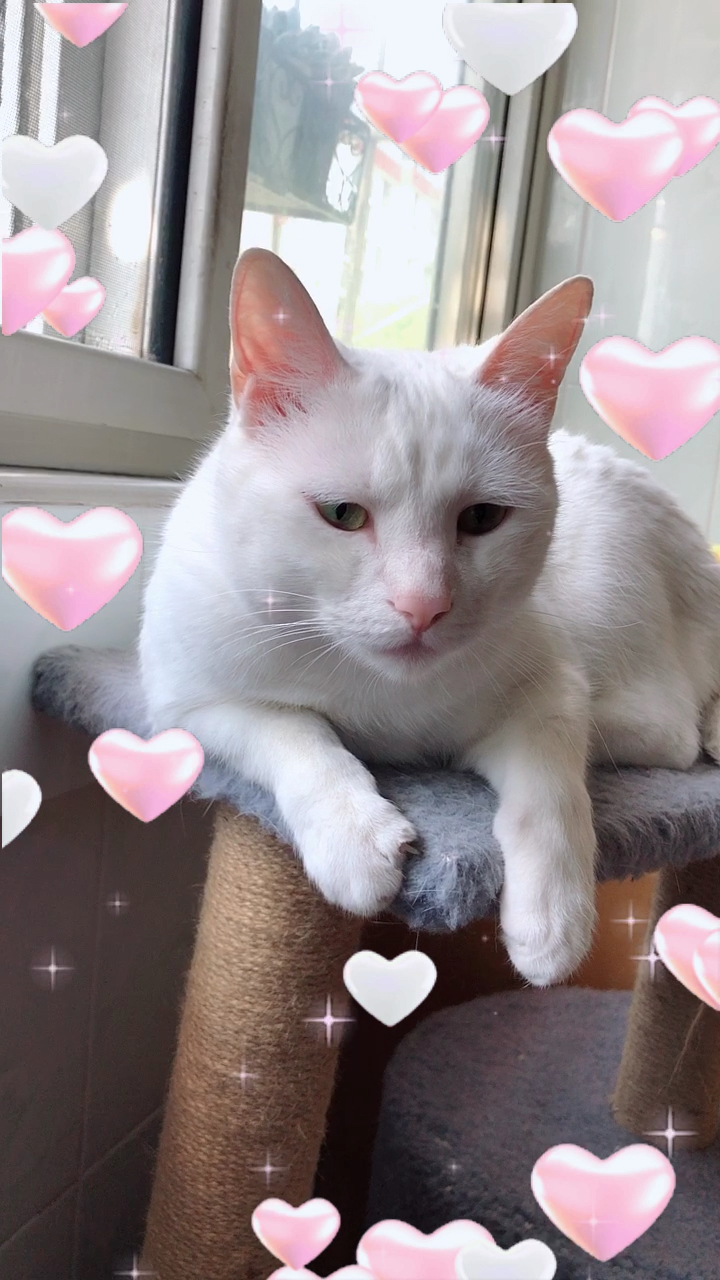 520全民告白季#中华田园猫也美美哒