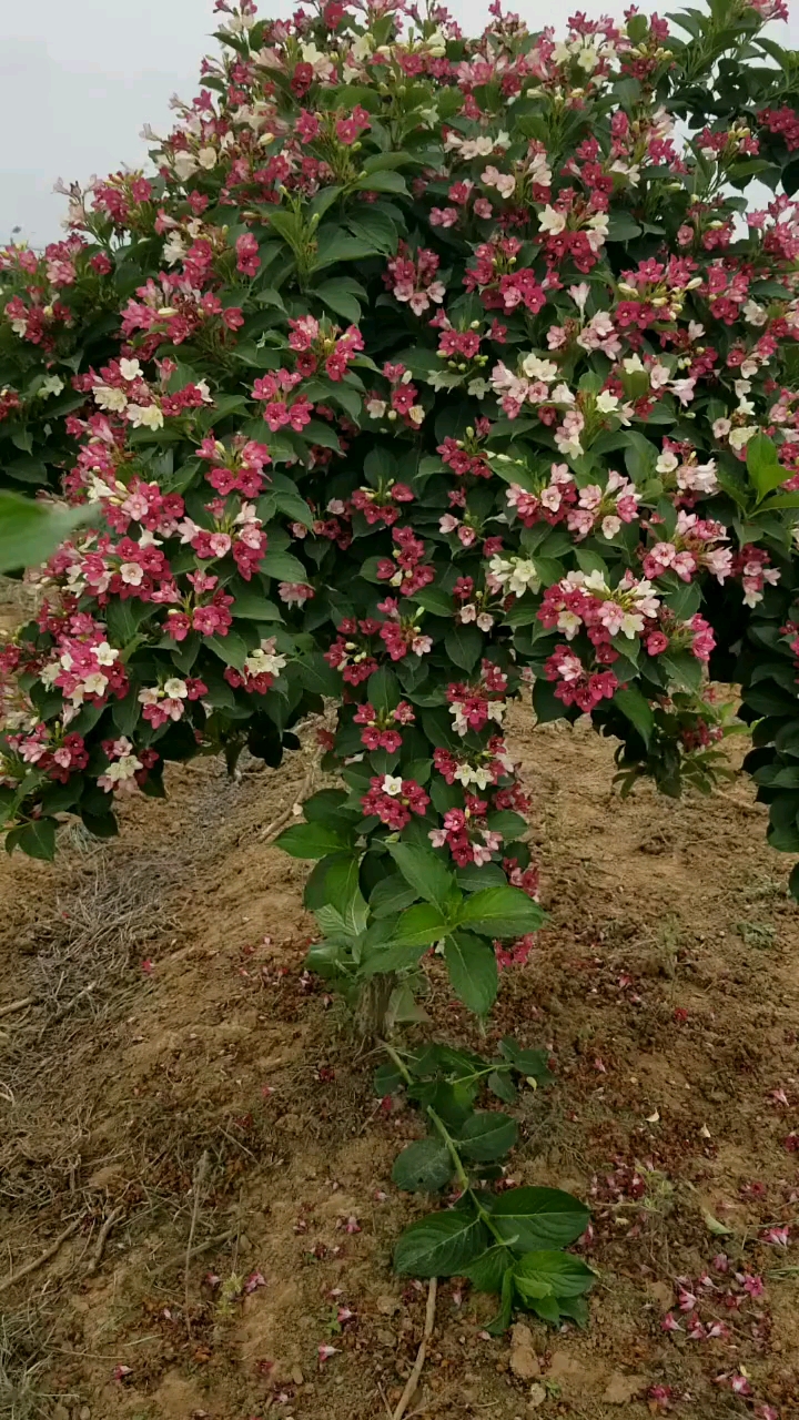 五彩锦带,寓意前程似锦,开花彩色,耐寒耐旱耐北方都可以栽植