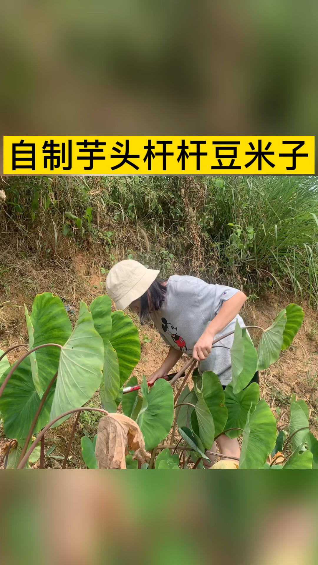 乡村生活在家自己腌制芋头杆味道酸辣可口川味叫它芋头杆杆豆米子