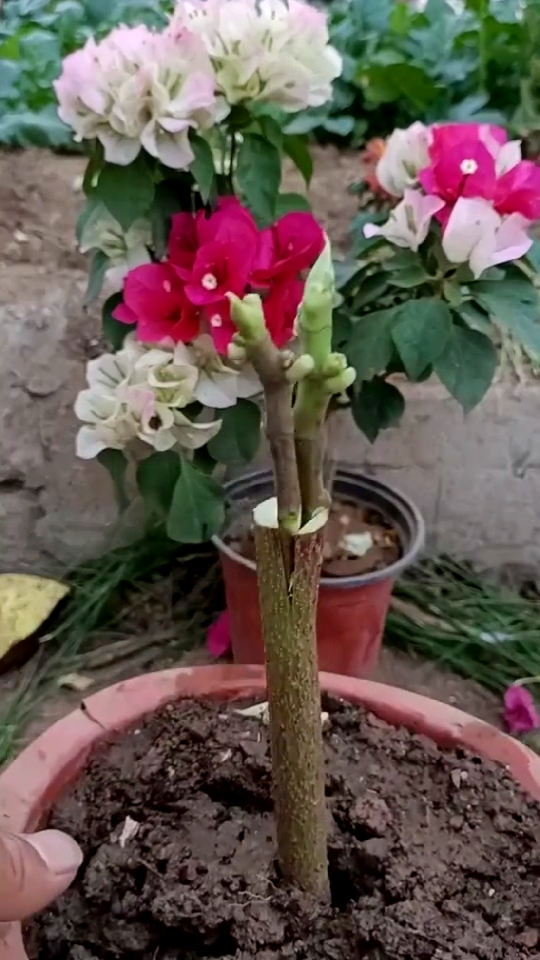 三角梅嫁接技术分享.