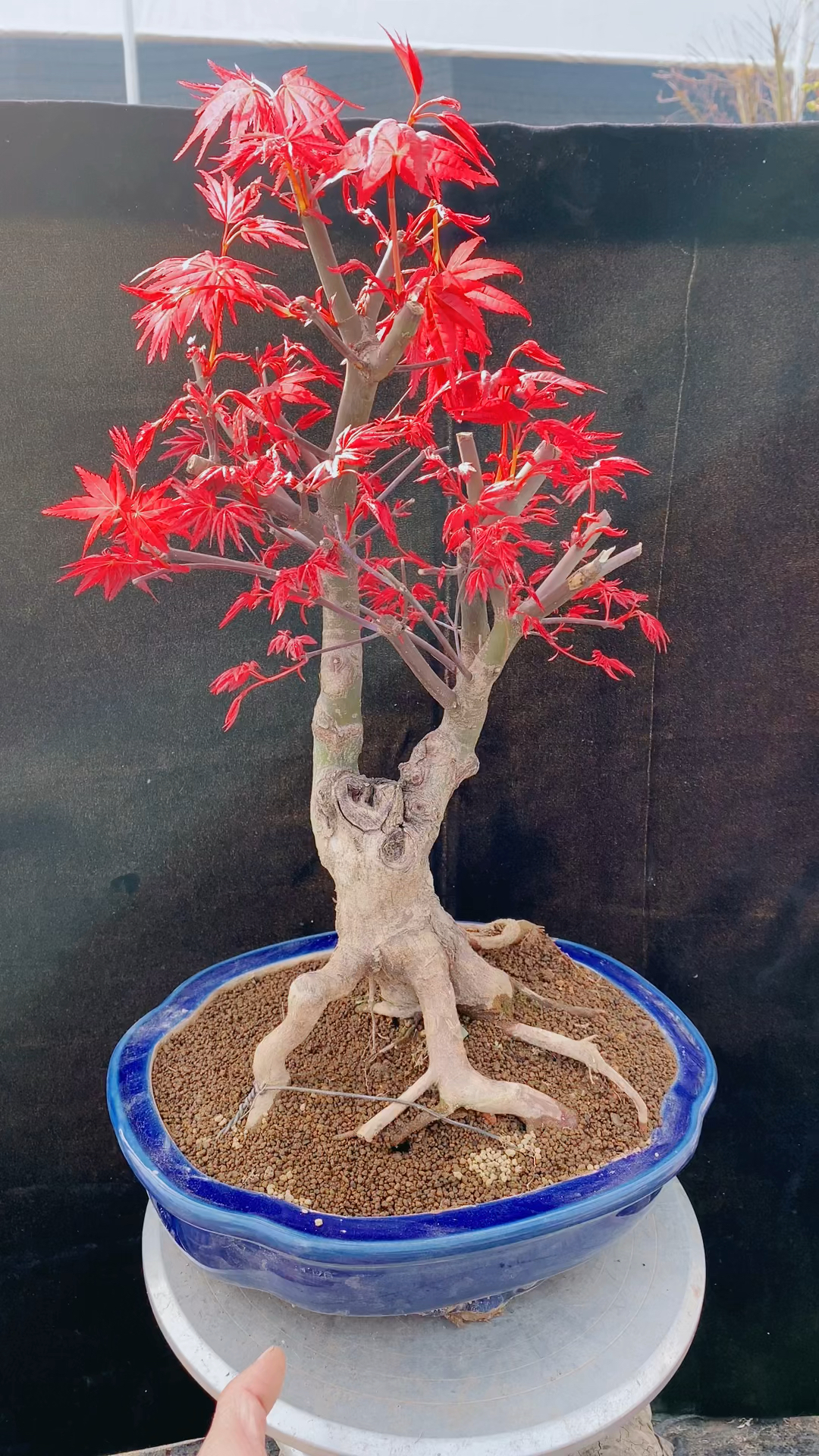 红枫盆景#红枫老桩