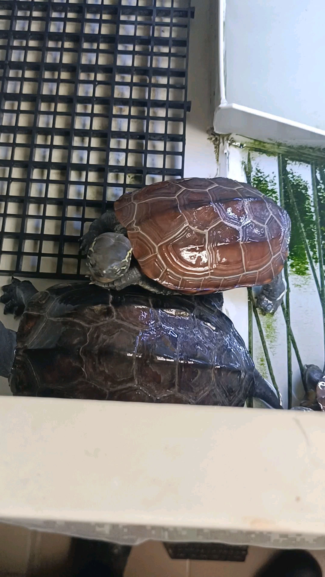 这只小乌龟银线真漂亮就是胆子有点小